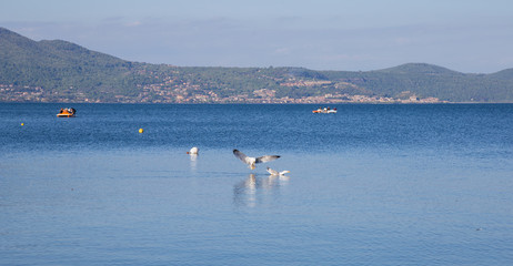 Bird on the shore of Lake Bracciano