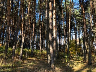 landscape on a Sunny autumn day: glade and pines on a hilly terrain