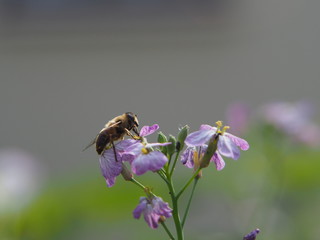 Biene auf Blume Nahaufnahme