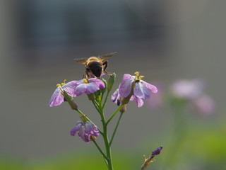 Biene auf Blume