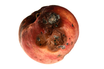 Rotten red apple