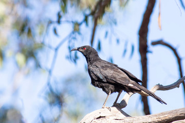 White-winged Chough (Corcorax melanorhamphos) race 