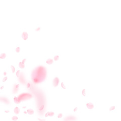 Sakura petals falling down. Romantic pink flowers 