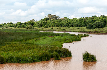 Fototapeta na wymiar Lake in the jungle of Kenya under a cloudy sky