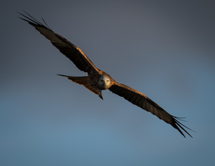 Red Kite
