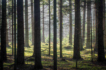 Thick coniferous forest in autumn. Translucent sun rays gently fall on the trunks of trees.