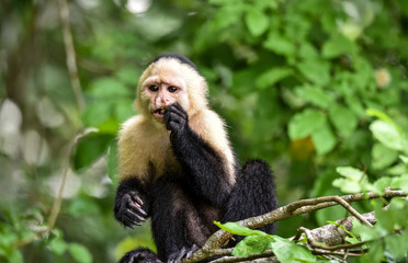 White-headed capuchin (Cebus capucinus).  Medium sized monkey of the family Cebidae subfamily Cebinae, in his native home in a jungle along the Panama Canal.