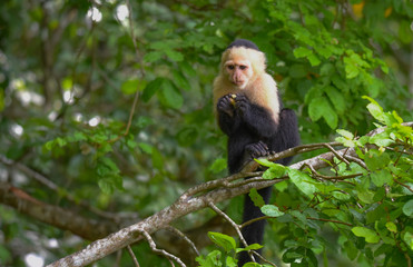 White-headed capuchin (Cebus capucinus).  Medium sized monkey of the family Cebidae subfamily Cebinae, in his native home in a jungle along the Panama Canal.