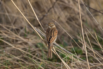 Female Reed Bunting