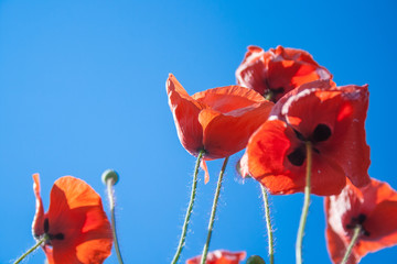 wild red poppies flowers against blue sky