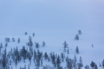 Winter landscape with snow and trees