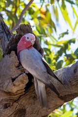 Obraz premium Galah (Eolophus roseicapilla) race 