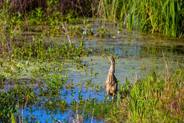American bittern in a marsh