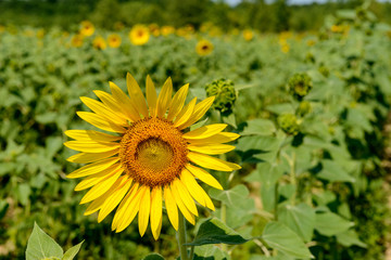 Sunflower