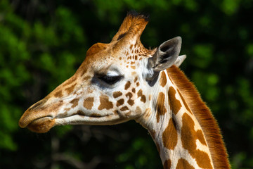 Fototapeta premium Giraffe - head shot