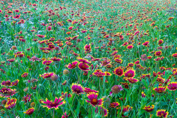 indianblanket flower