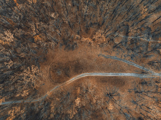 Autumn forest - top view