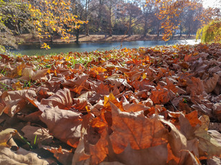 Dried leaf in autumn with blur background