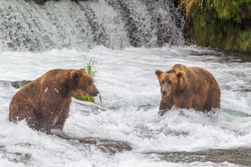 Grizzly bear in Alaska Katmai National Park hunts salmons (Ursus arctos horribilis)