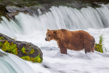 Grizzly bear in Alaska Katmai National Park hunts salmons (Ursus arctos horribilis)