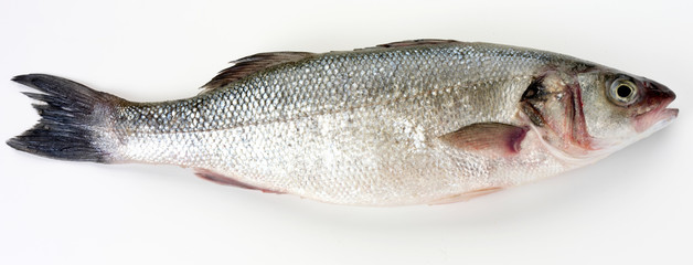 SEABASS CUT OUT