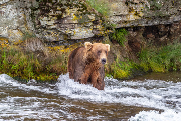 Grizzly bear in Alaska Katmai National Park hunts salmons (Ursus arctos horribilis)