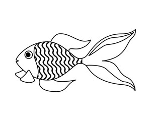goldfish on white background