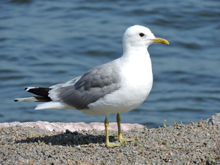 seagull on the beach