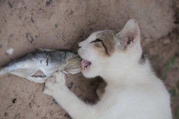 small adorable white and grey kitten eating fresh fish 