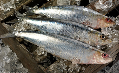 THREE CORNISH SARDINES