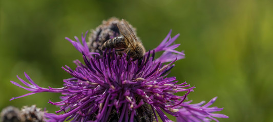 Bee on violet thistle in hot summer day