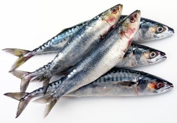 FRESH OILY FISH, SARDINES AND MACKEREL / CUT OUT