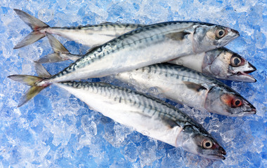 MACKEREL FISH  ON ICE