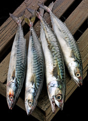 MACKEREL FISH