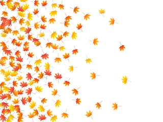 Maple leaves vector background, autumn foliage on white graphic design.