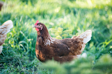 Happy chickens in the own garden