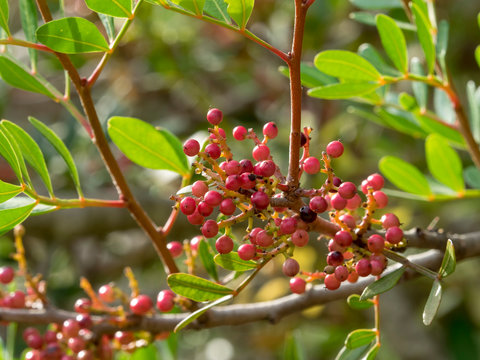 Pistacia lentiscus. Baies rouges et noires du pistachier lentisque. 