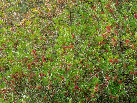 Pistacia lentiscus. Pistachier lentisque ou arbre au mastic, un arbuste des maquis et garrigues