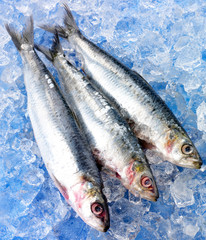 SARDINES ON ICE