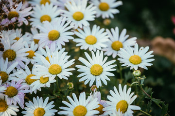 White, innocent daisies / marguerite flowers in spring