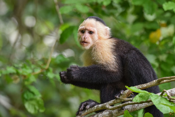 Naklejka premium White-headed capuchin (Cebus capucinus). Medium sized monkey of the family Cebidae subfamily Cebinae, in his native home in a jungle along the Panama Canal.
