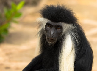 Colobus Affe sitzend