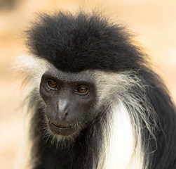 Colobus Affe