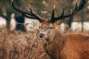 Fototapeta premium deer in forest