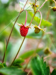 Wild strawberry