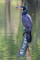 cormoran