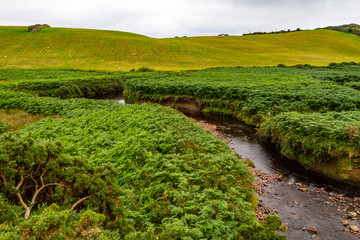 Water stream in the middle of vegetation with Sheep herd in background, Great Western Greenway trail