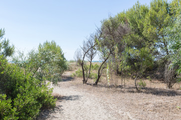 Vegetation of the dune environment
