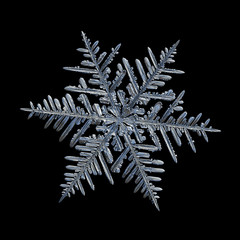 Snowflake isolated on black background. Macro photo of real snow crystal: elegant stellar dendrite...