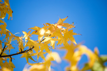 Colorful leaves in autumn, blue sky